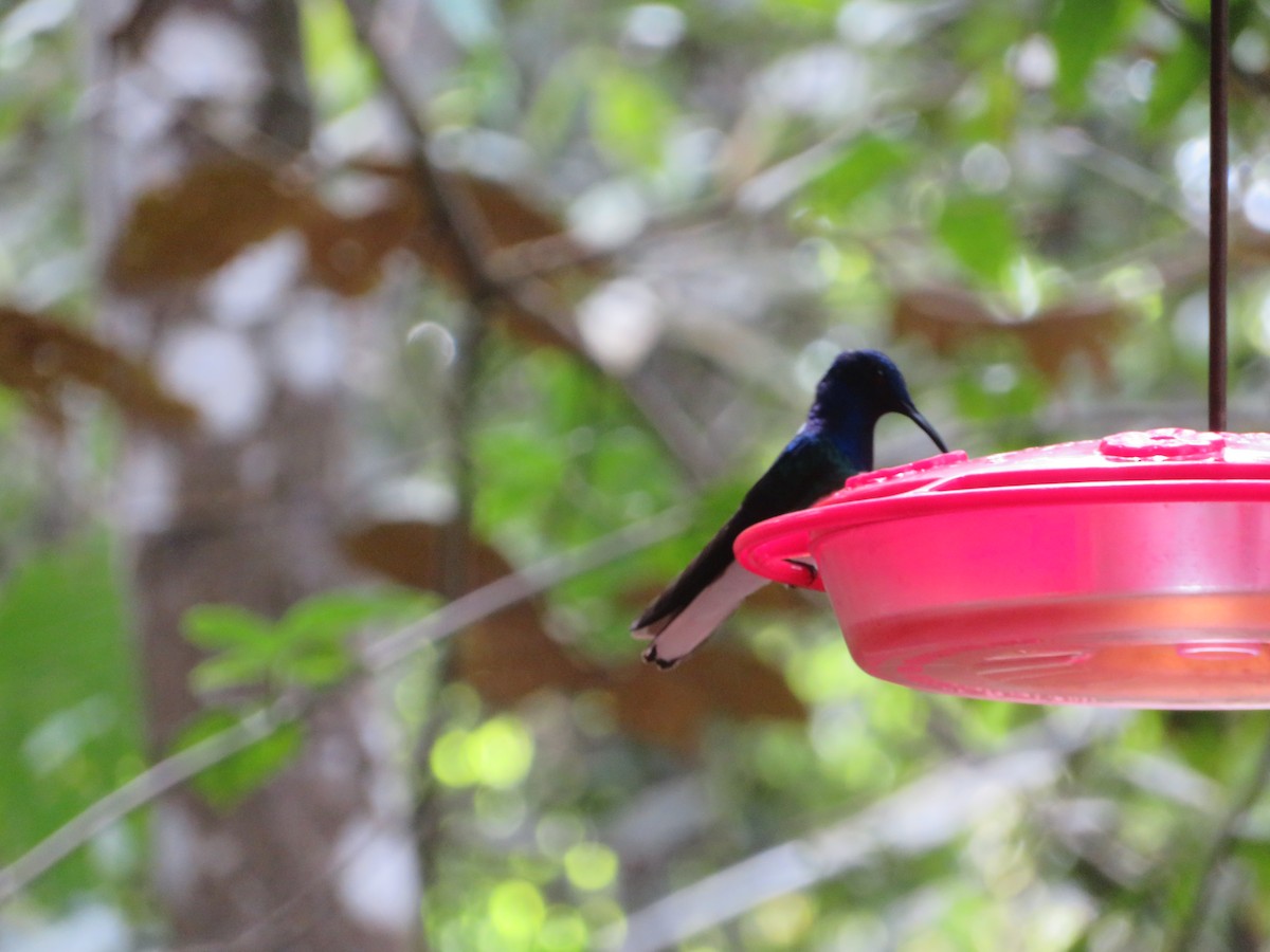 White-necked Jacobin - ron romano