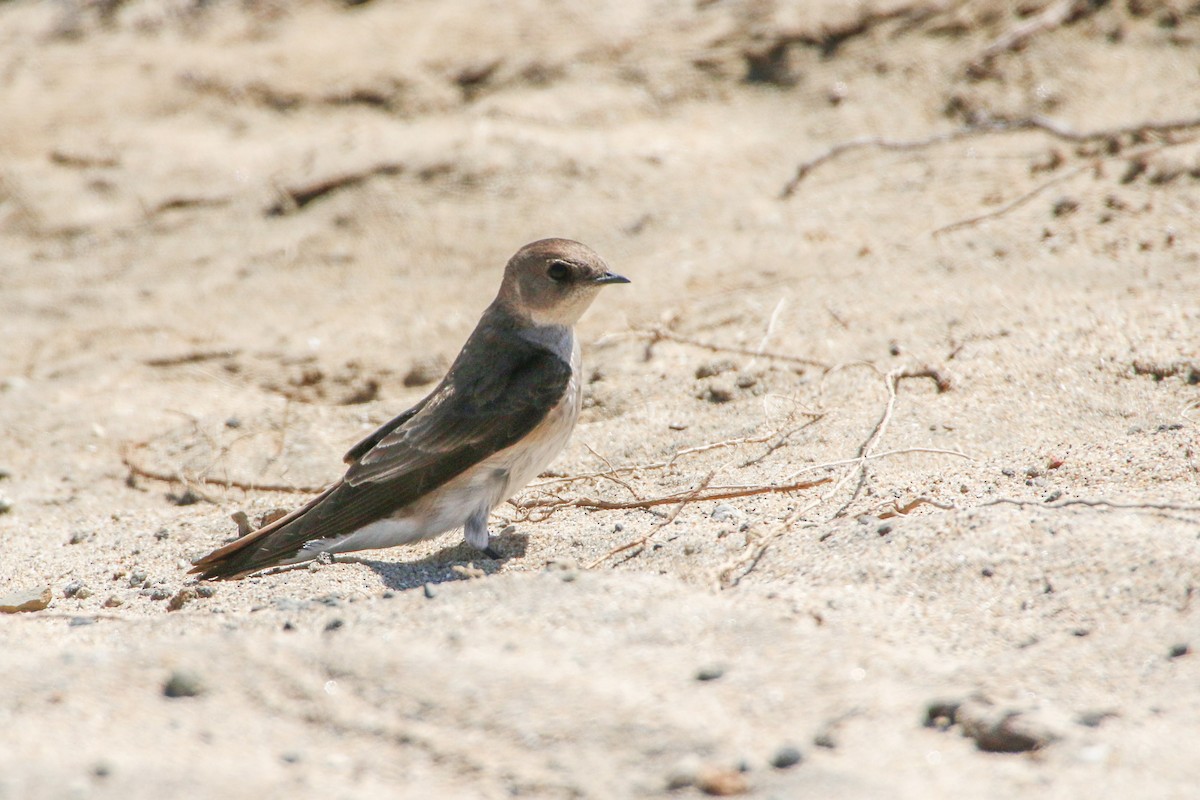 Northern Rough-winged Swallow - ML210809441