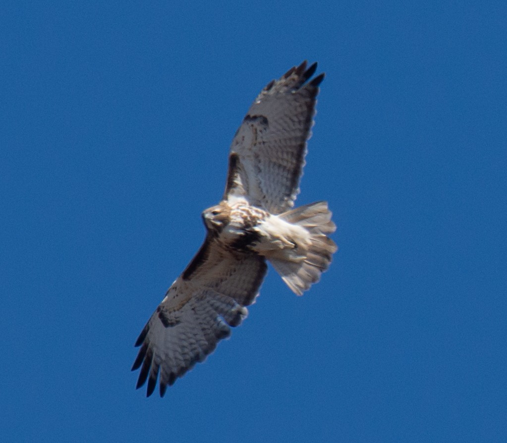 Rotschwanzbussard - ML210810011