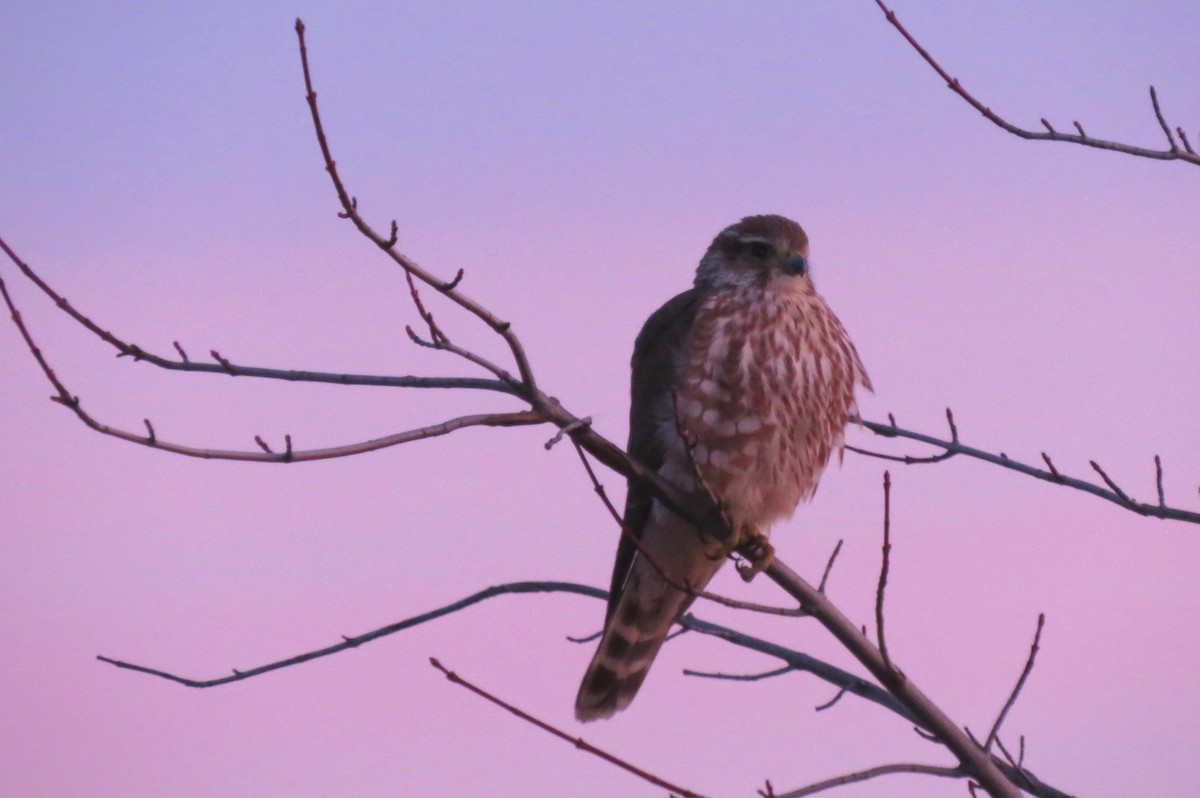 Merlin - Anne Geraghty