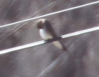 Hirondelle à ailes hérissées - ML210812741