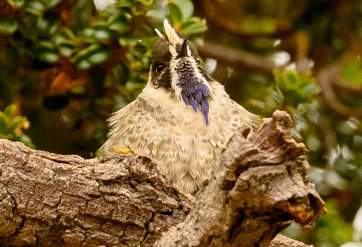 blåskjegghjelmkolibri - ML210813501