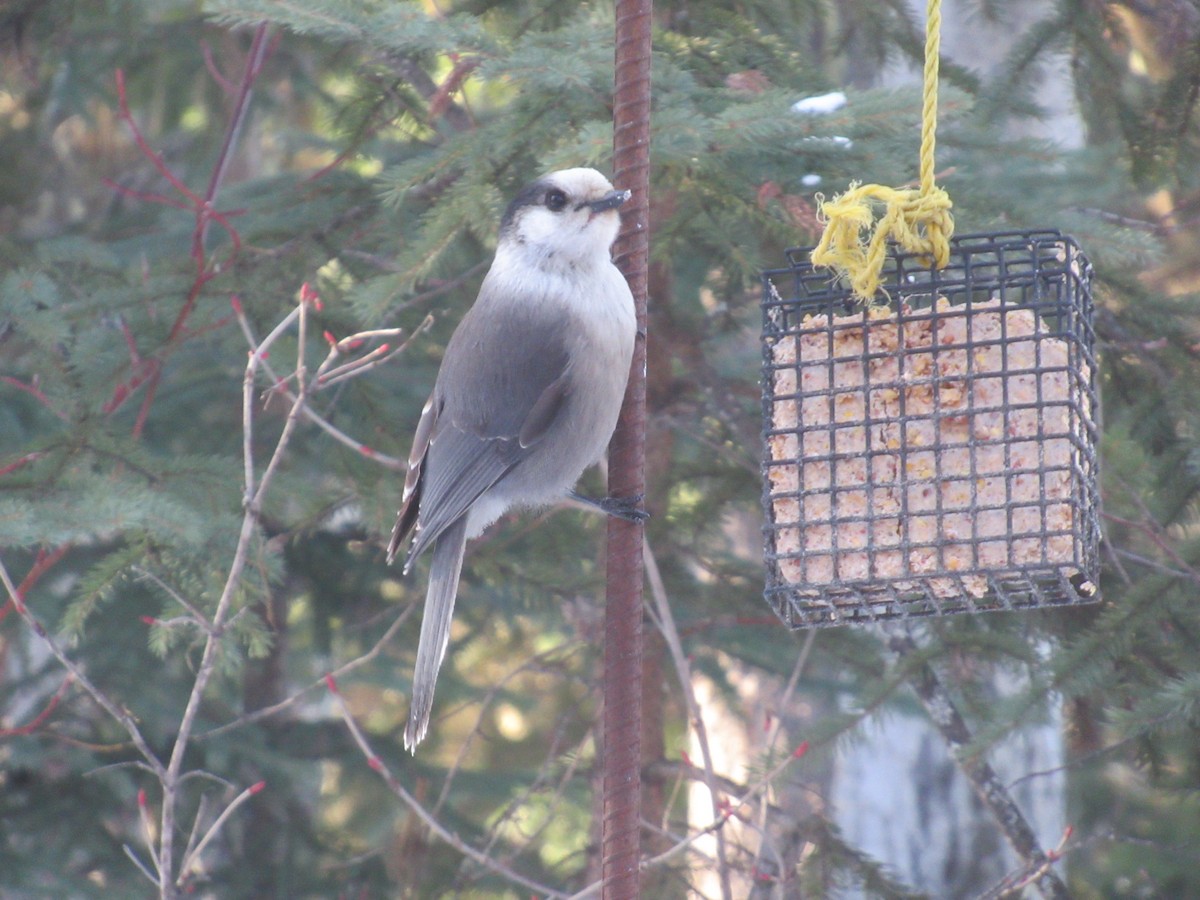 Canada Jay - ML210816231