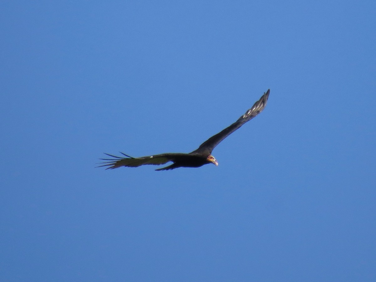 Lesser Yellow-headed Vulture - John van Dort