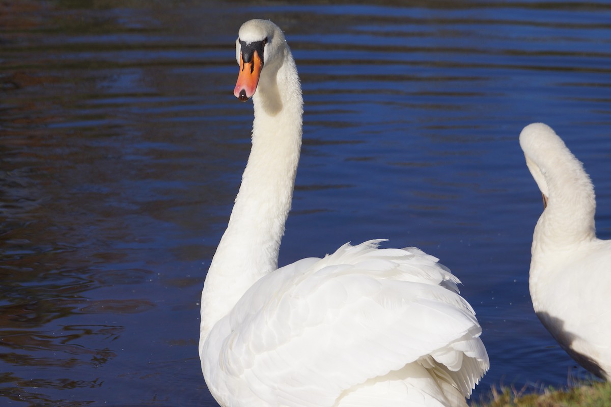 Cygne tuberculé - ML210817401