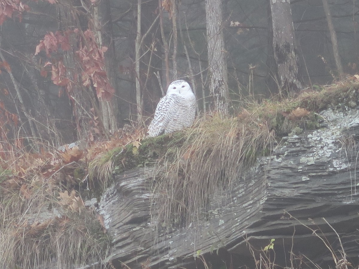 Snowy Owl - ML21081741