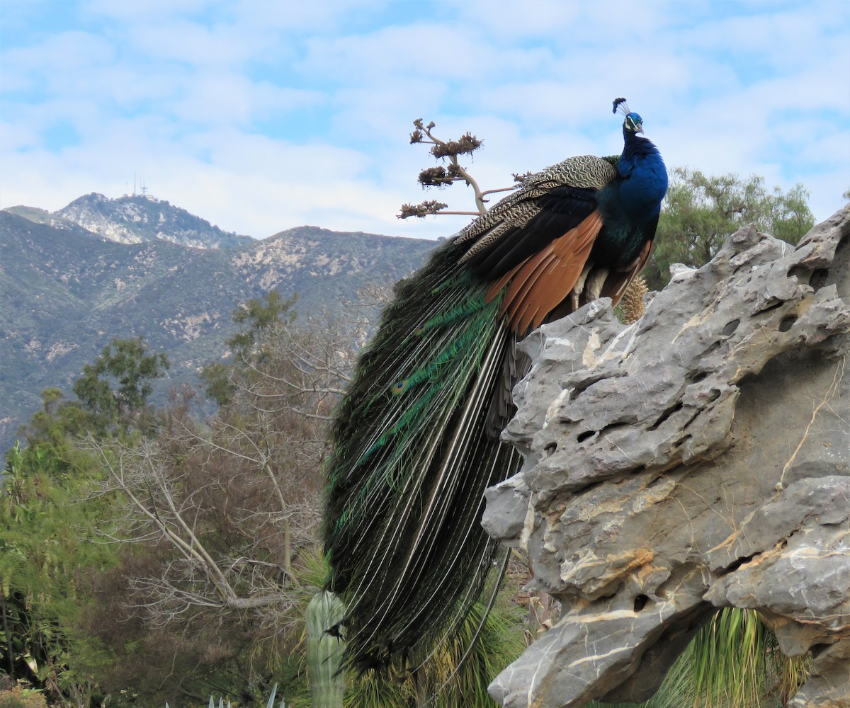 Indian Peafowl (Domestic type) - Joel McIntyre
