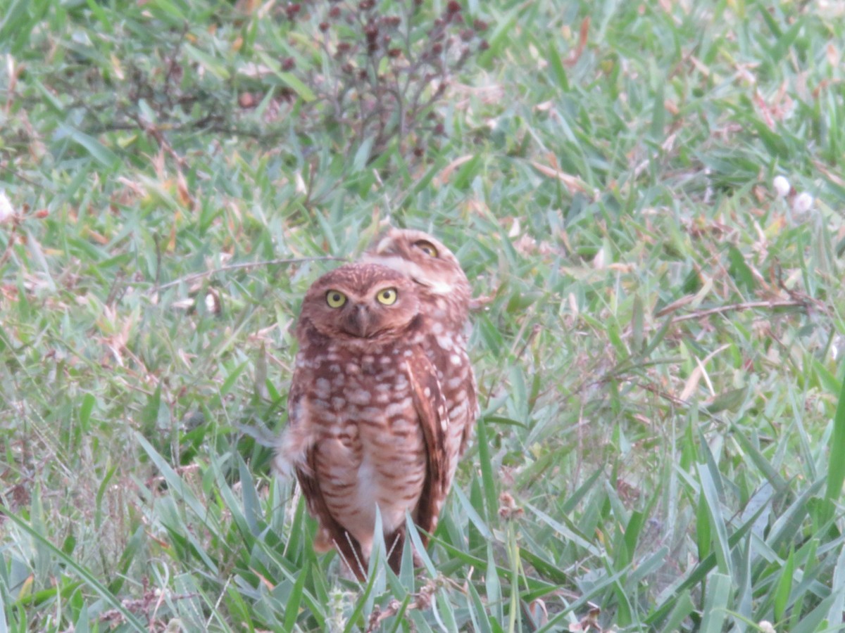 Burrowing Owl - ML210819091