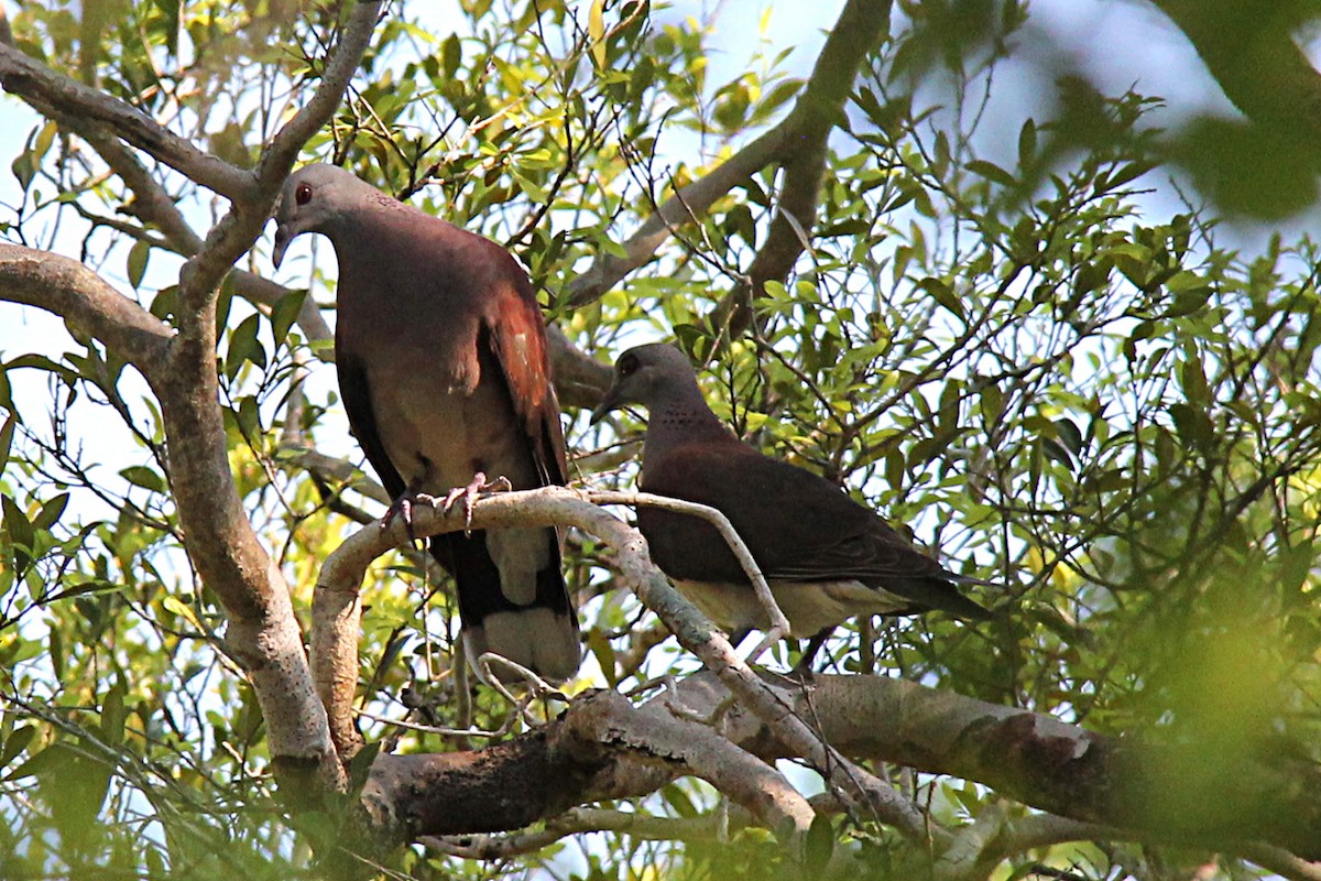 Madagaskar Kumrusu - ML210820121