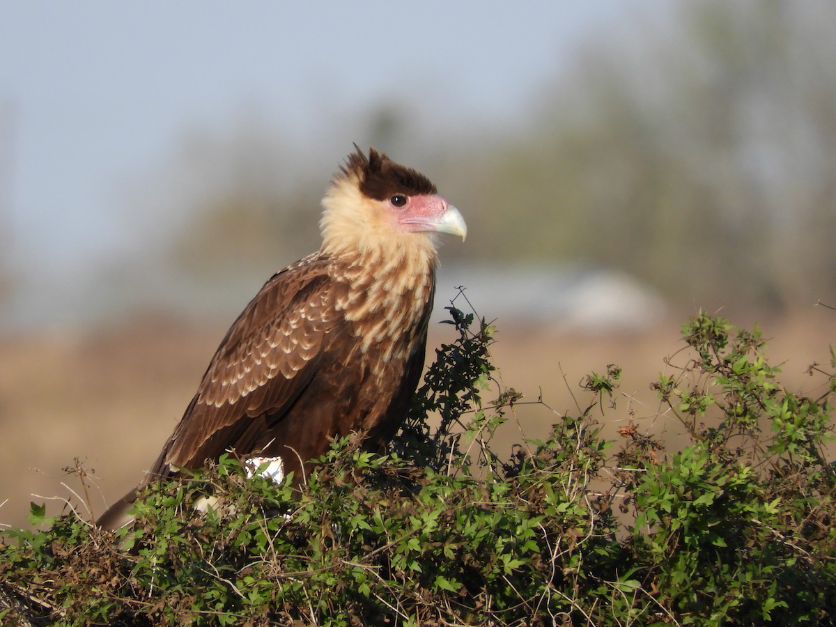 Crested Caracara (Northern) - ML210821051