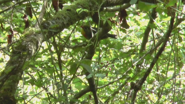 Red-billed Leiothrix - ML210822311