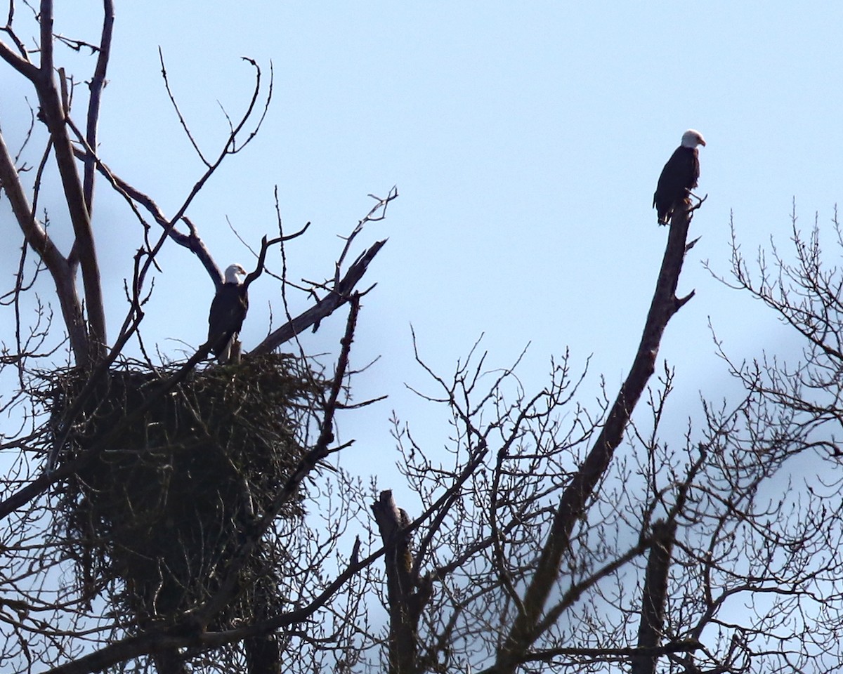 Bald Eagle - ML210822511