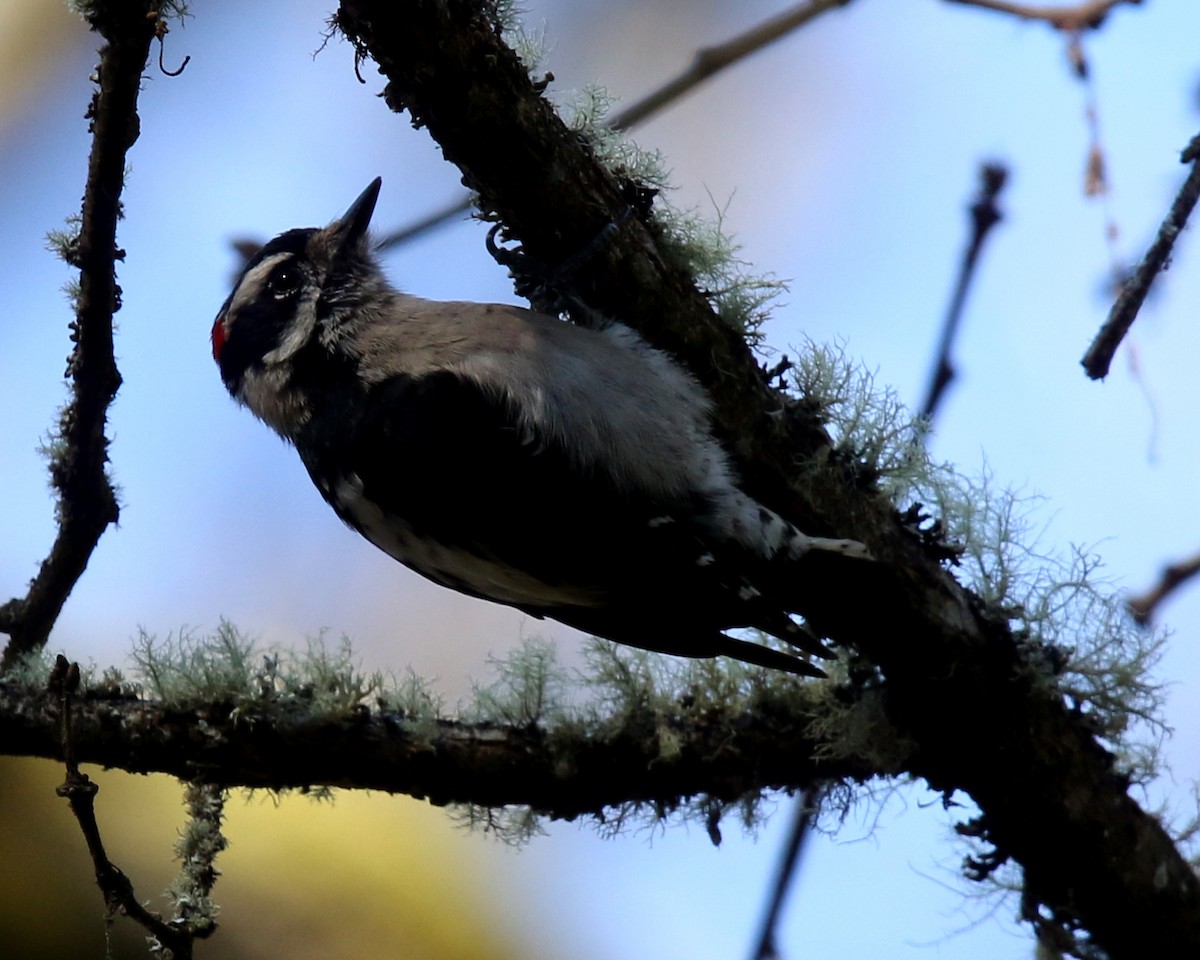 Downy Woodpecker - ML210822721