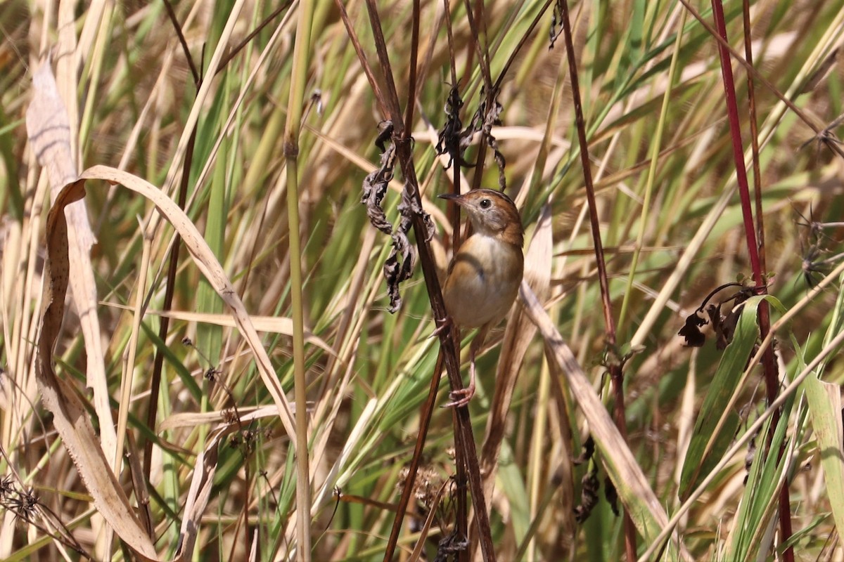 Zitting Cisticola - ML210822831