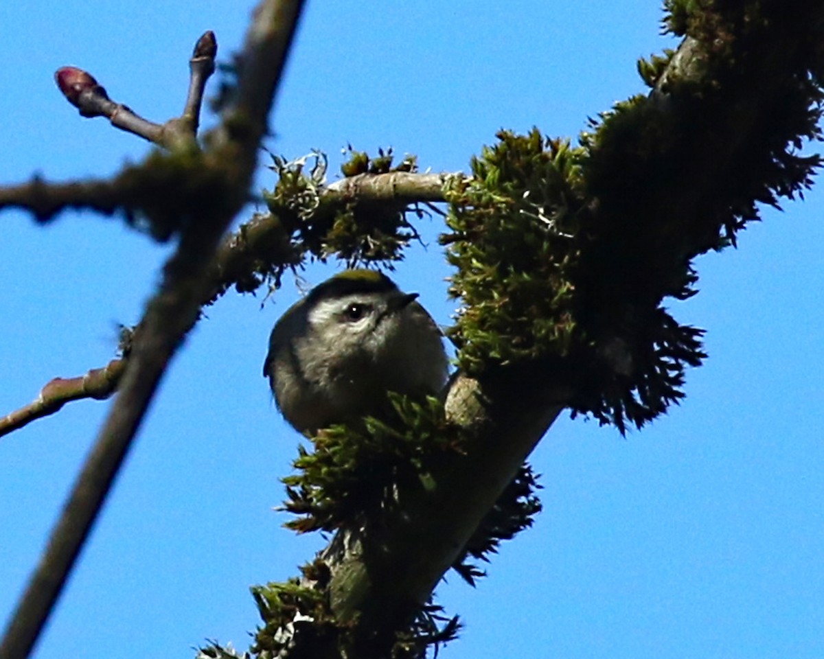 Golden-crowned Kinglet - ML210822881