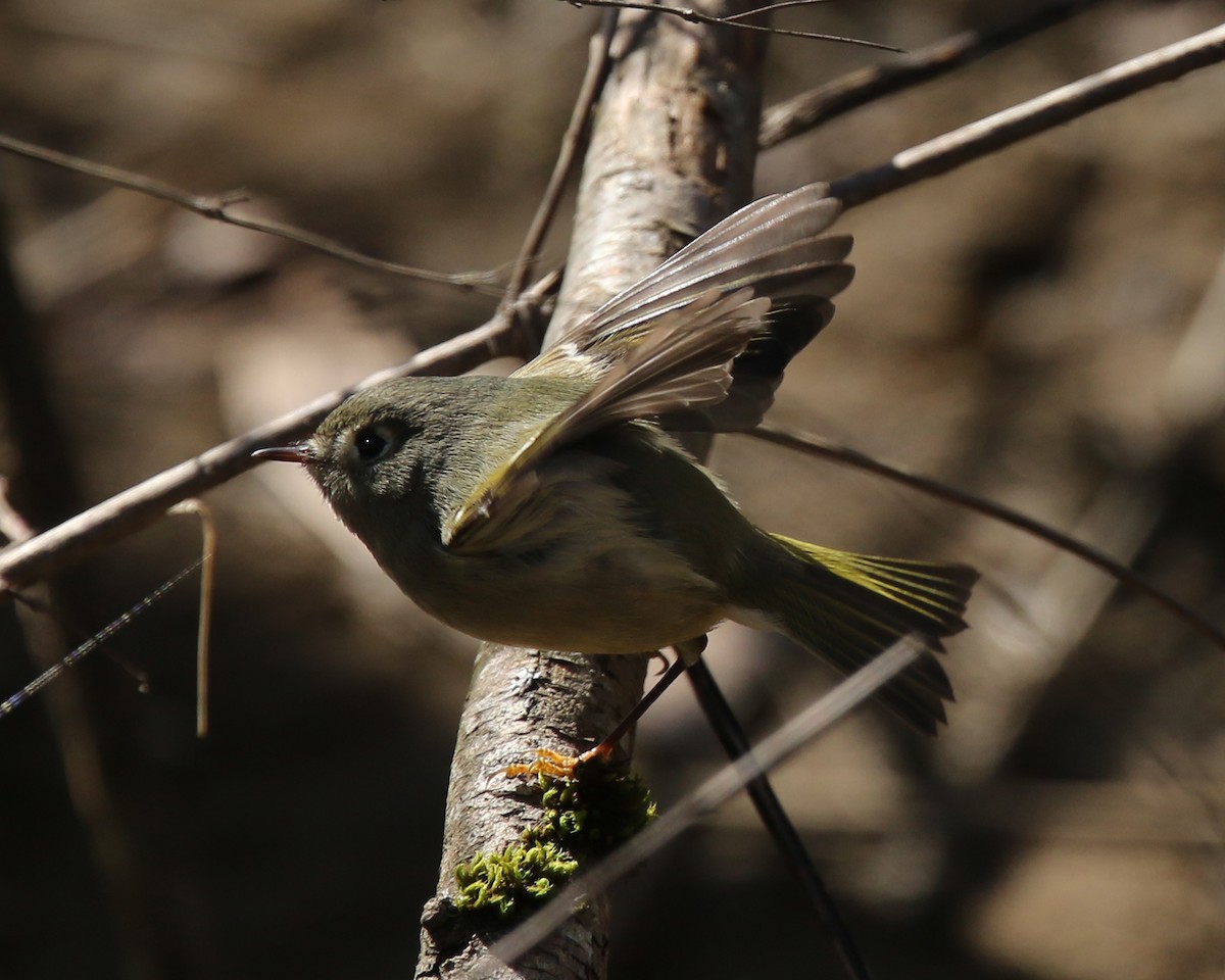 Ruby-crowned Kinglet - ML210823011