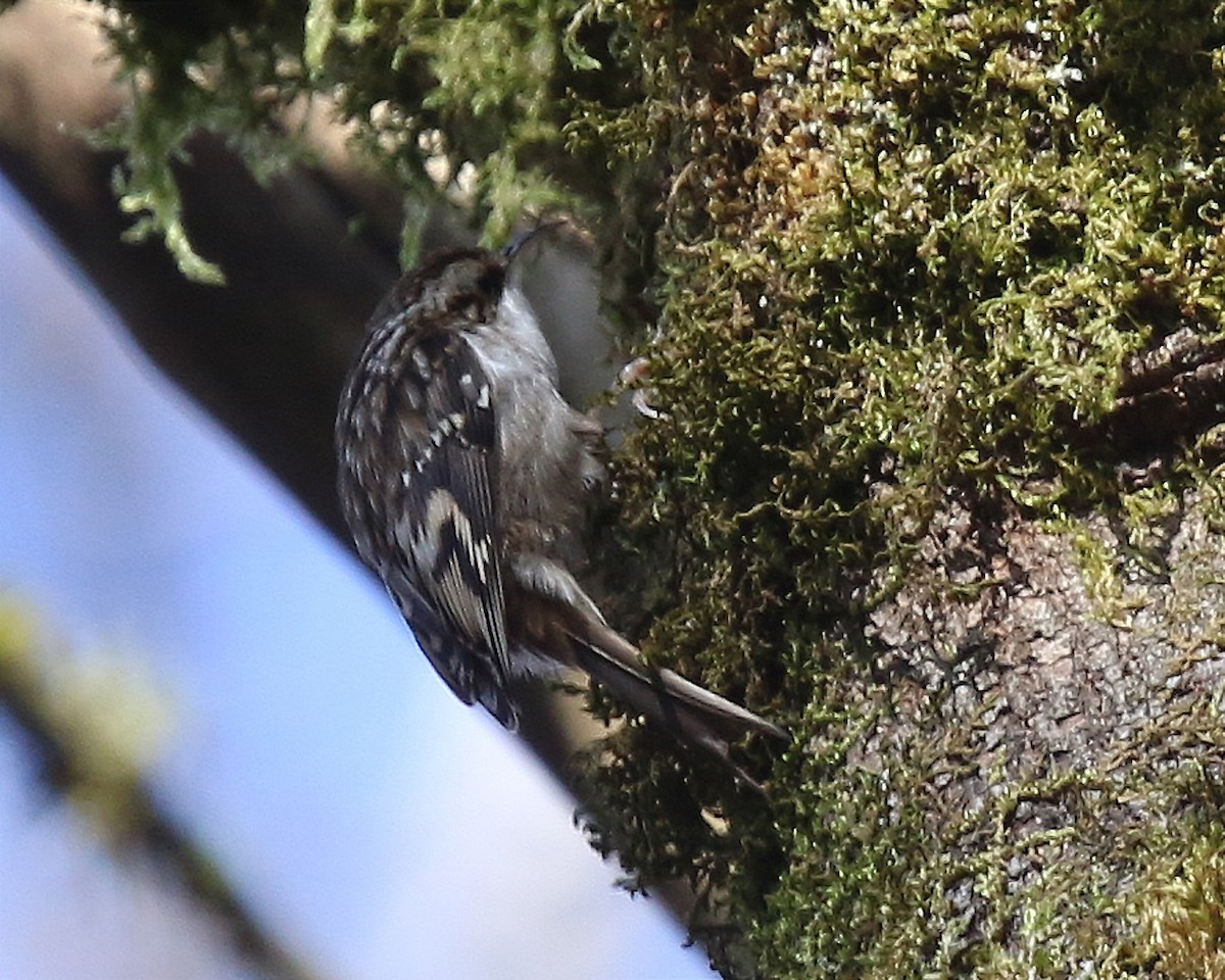 Brown Creeper - ML210823211