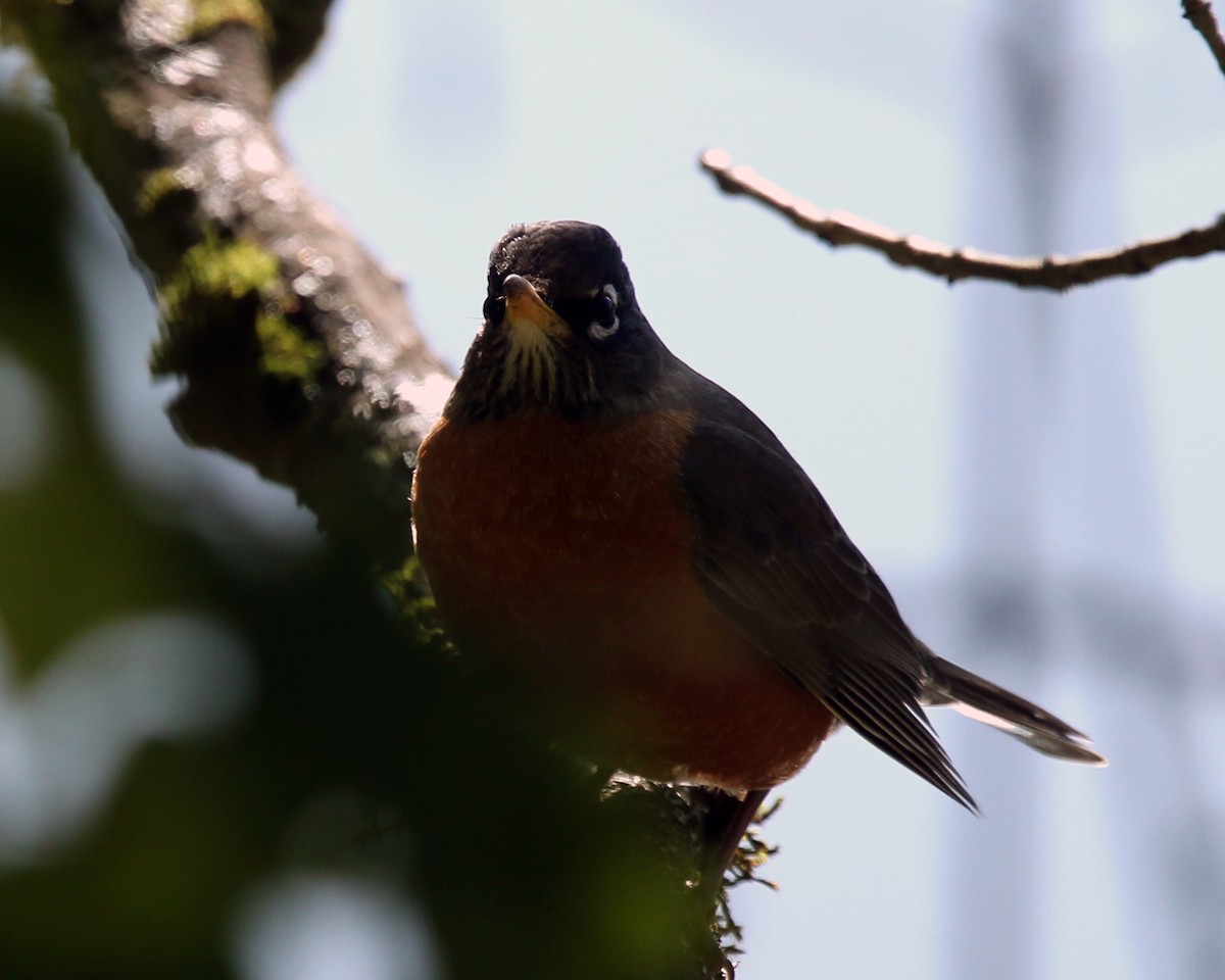 American Robin - ML210823341