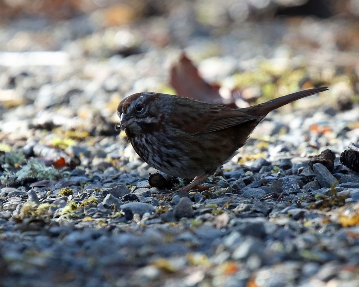 Song Sparrow - ML210823661
