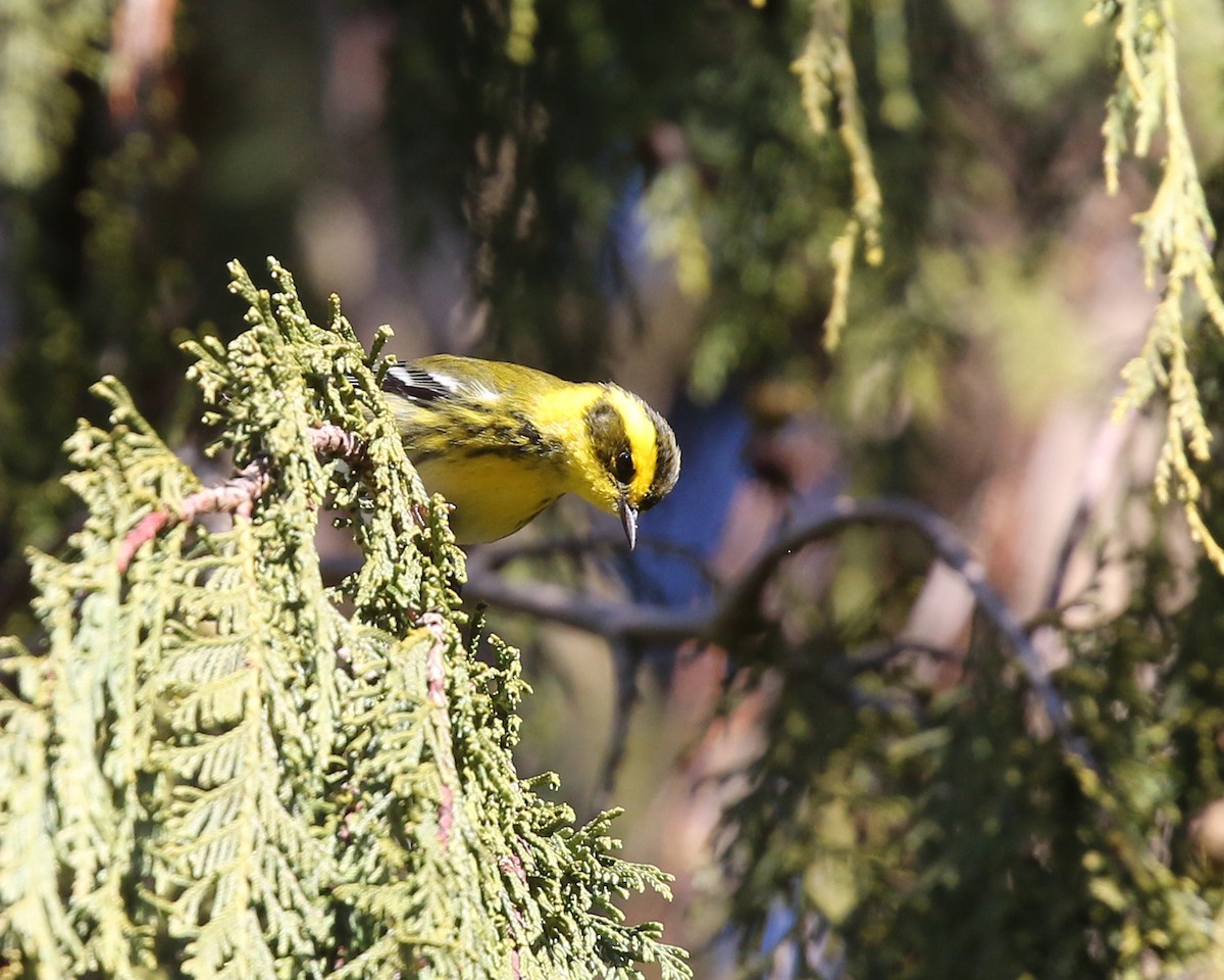 Townsend's Warbler - ML210823821