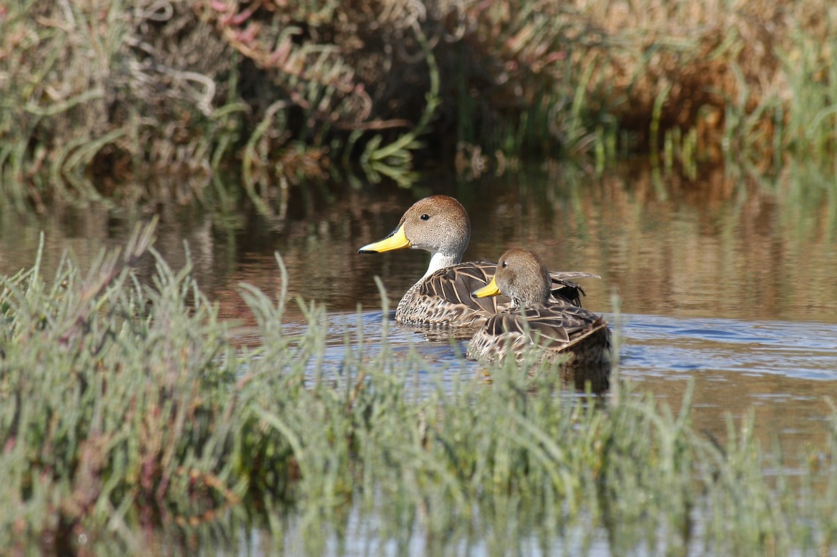 Yellow-billed Pintail - Etienne Artigau🦩