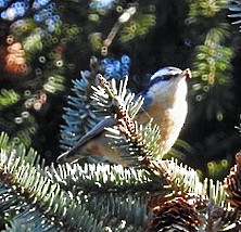 Red-breasted Nuthatch - ML210826221