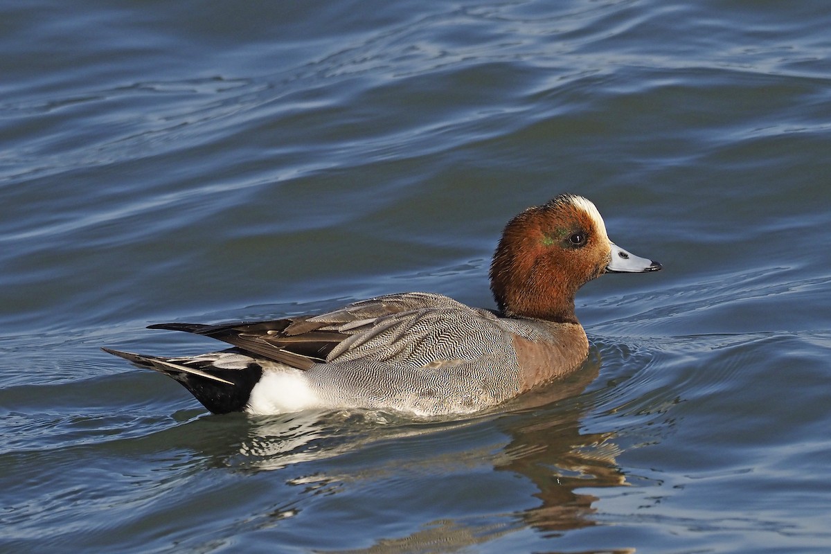 Eurasian Wigeon - Donna Pomeroy