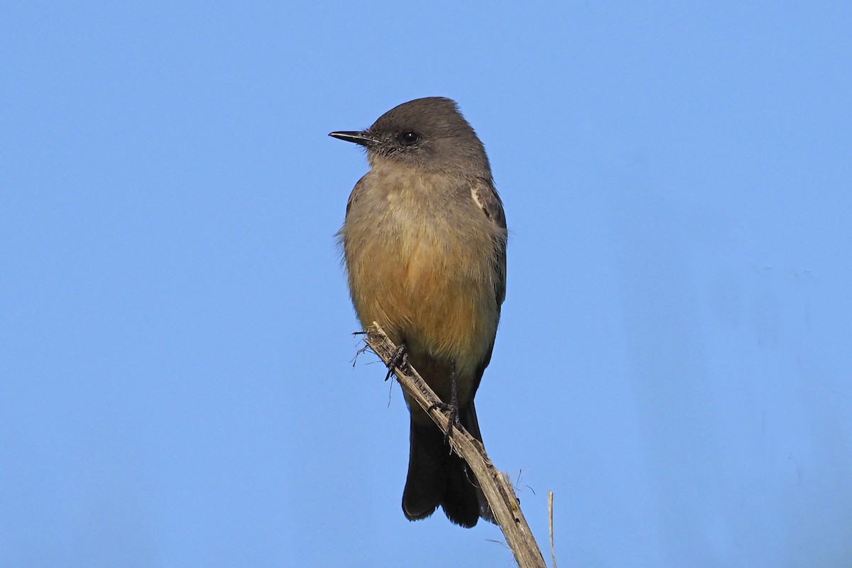 Say's Phoebe - ML210827861