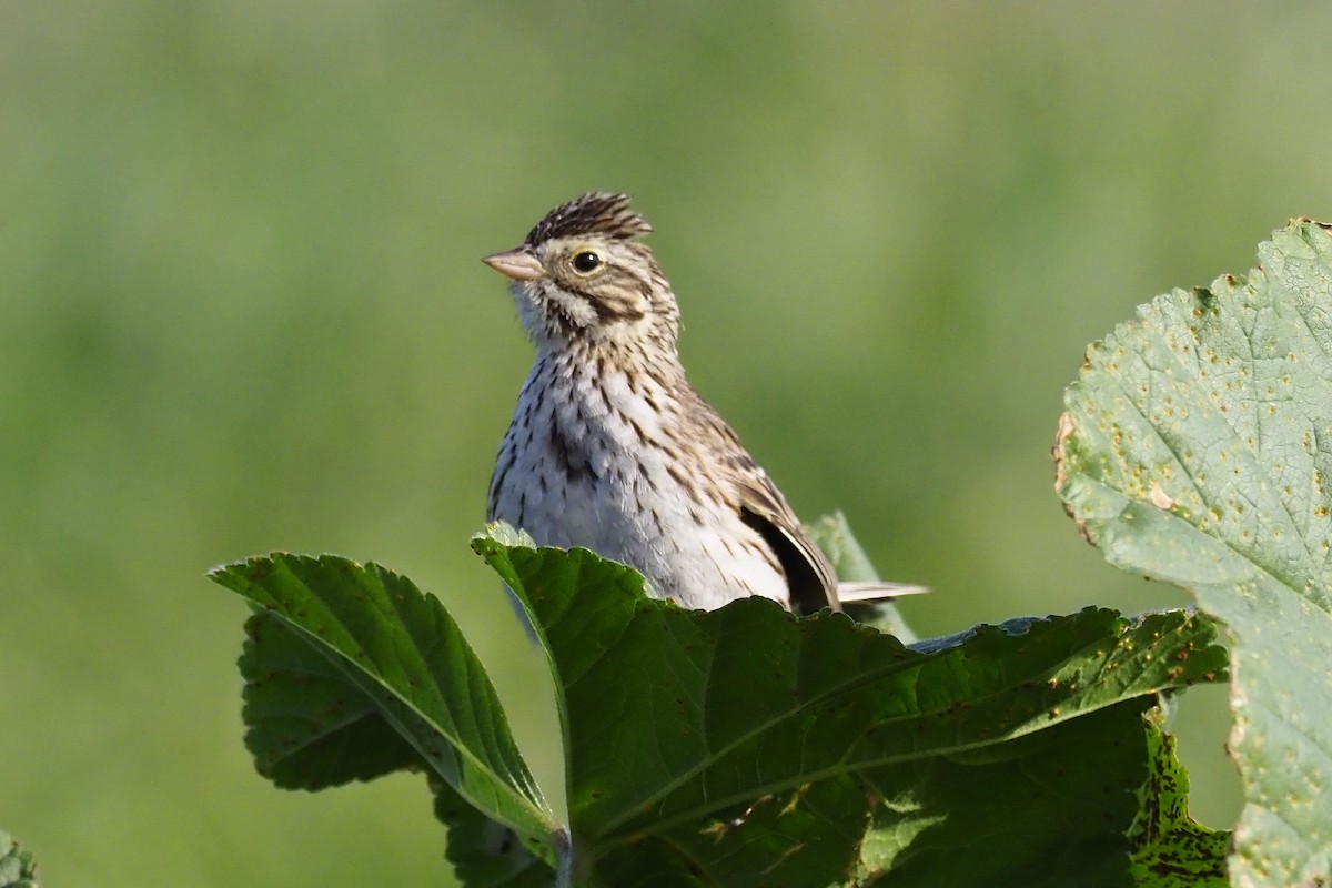 Savannah Sparrow - ML210827931