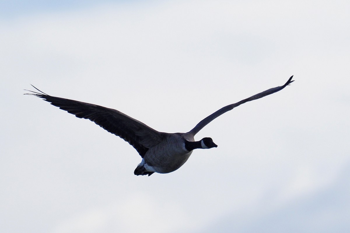 Canada Goose - ML210827961