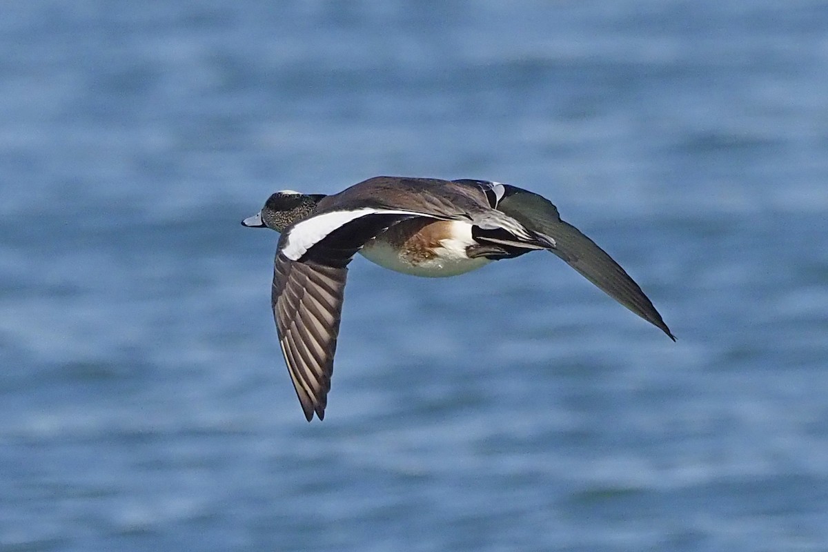 American Wigeon - ML210828051