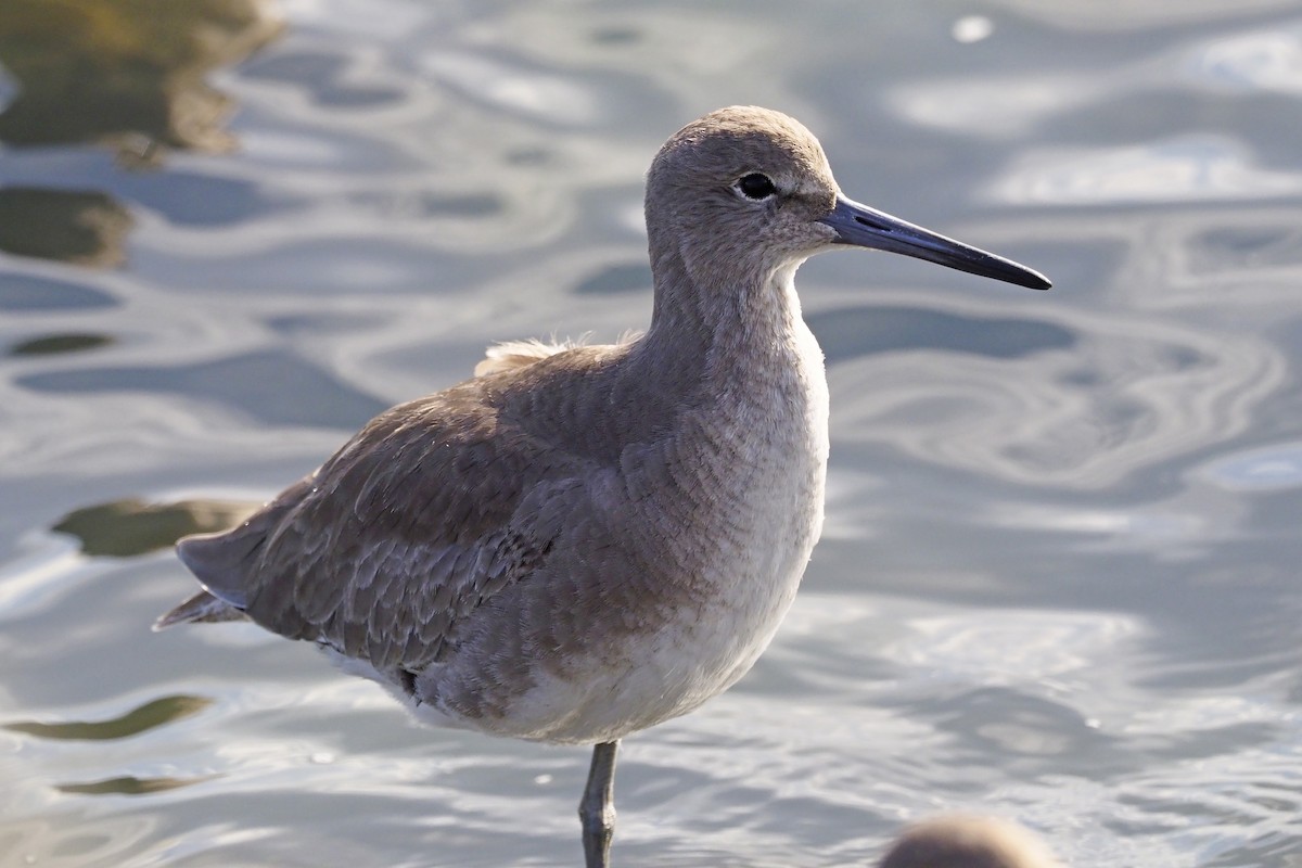 Willet - ML210828161