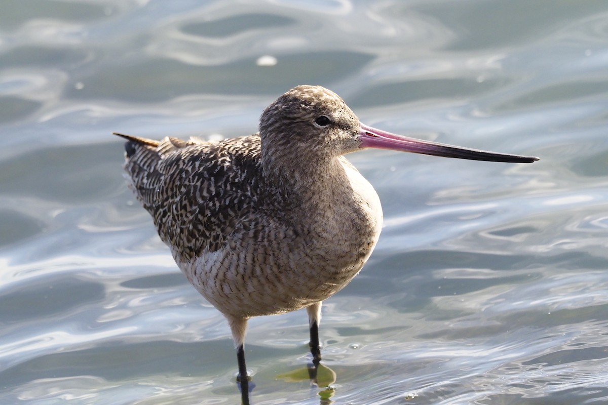 Marbled Godwit - ML210828261