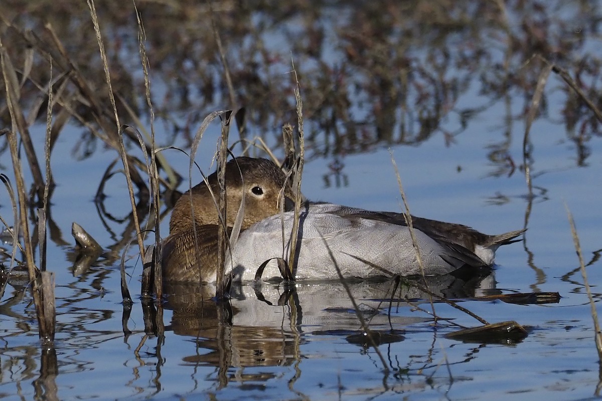 Canvasback - ML210828831