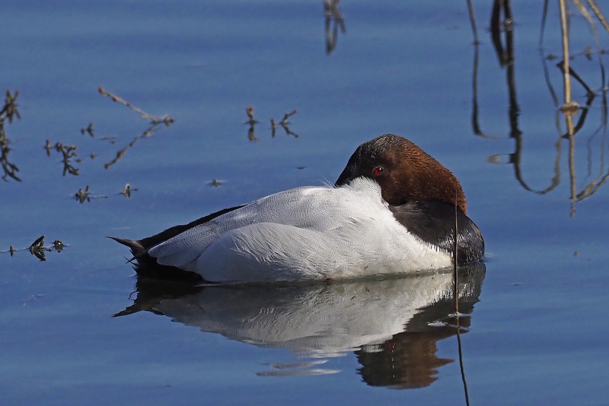 Canvasback - ML210828951