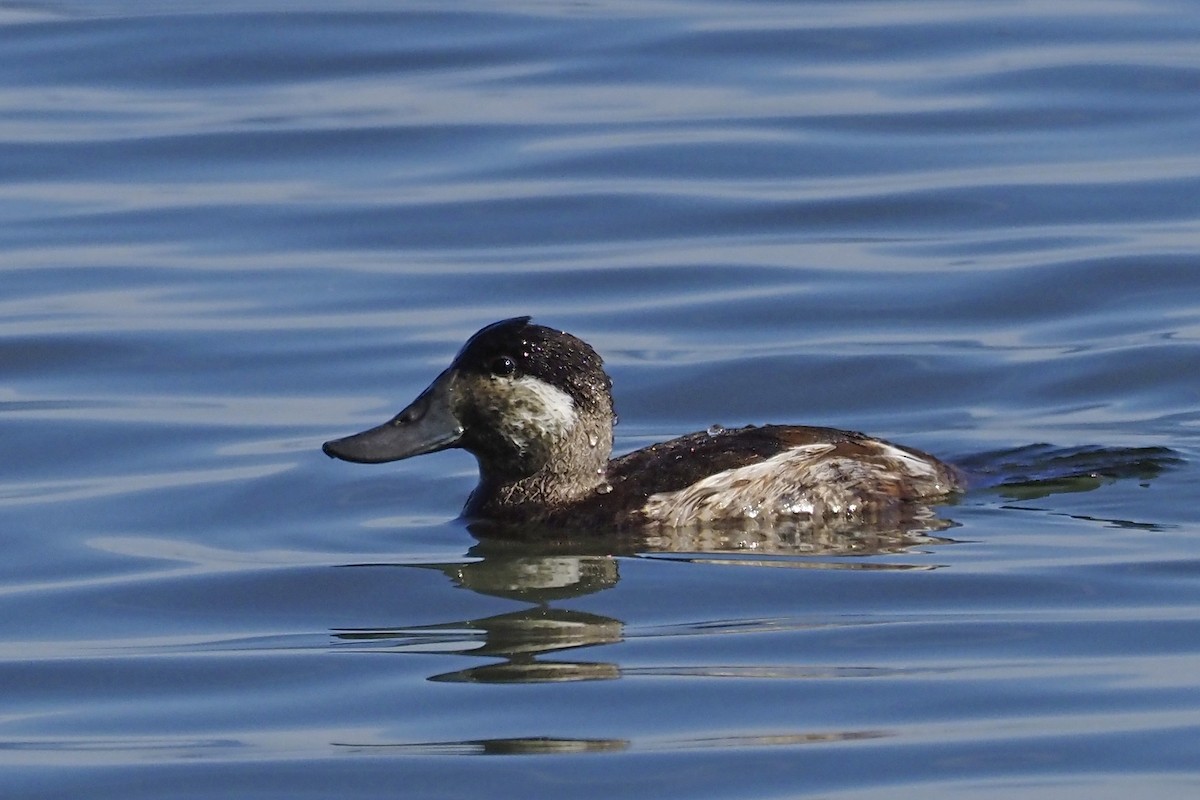 Ruddy Duck - ML210828991