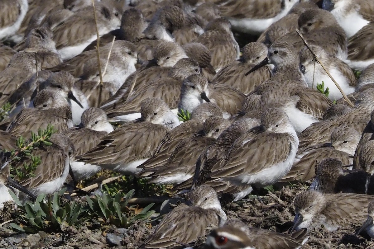 Western Sandpiper - ML210829121