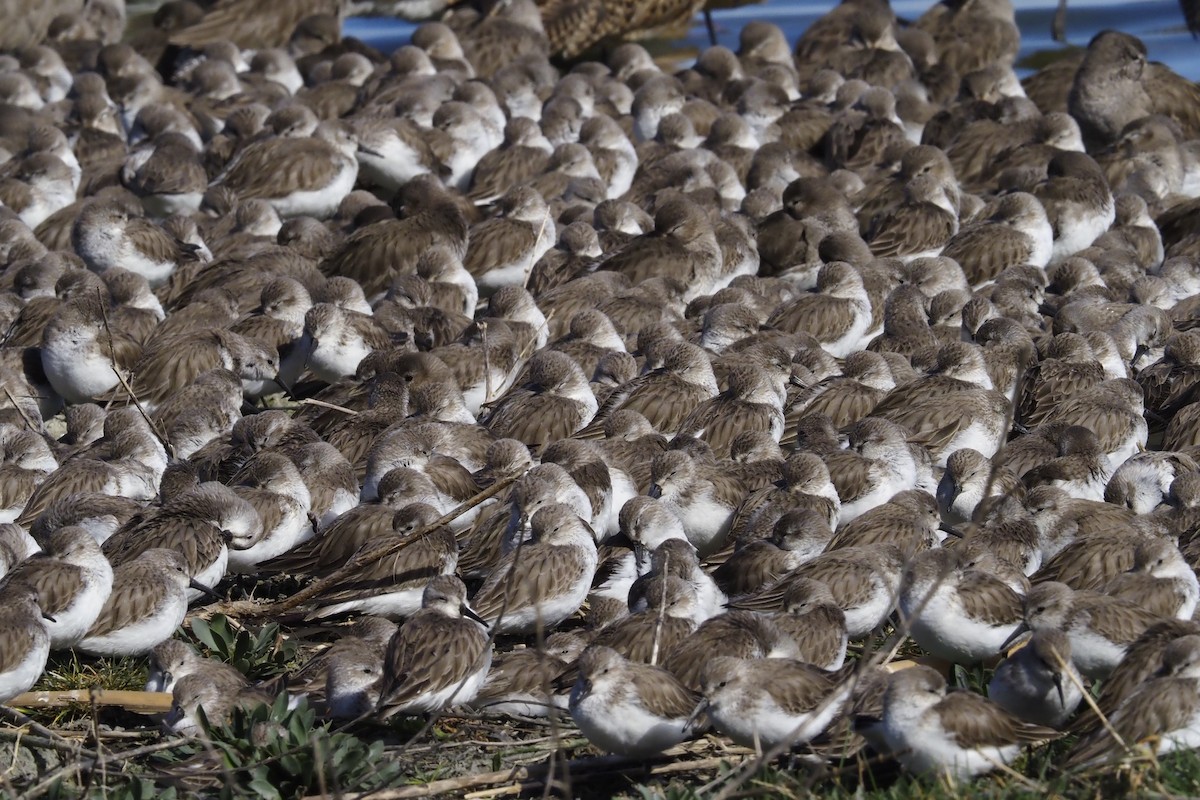 Western Sandpiper - ML210829151