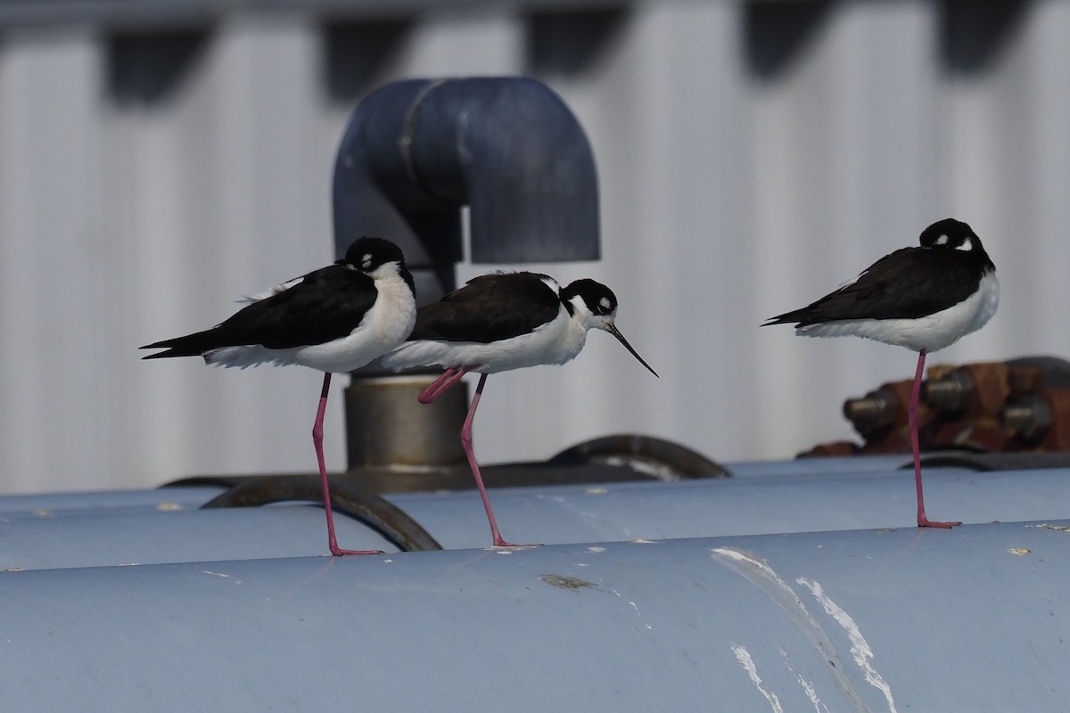 Black-necked Stilt - ML210829411