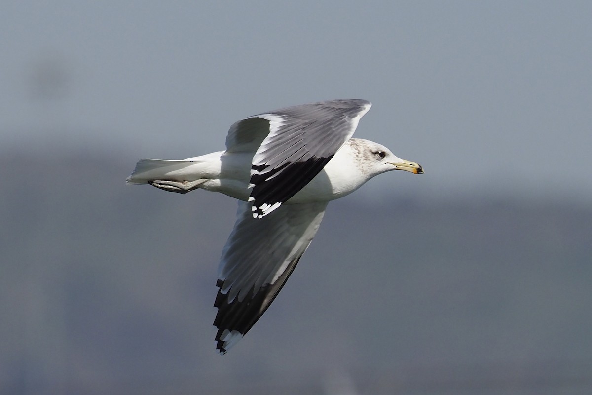 California Gull - ML210829471