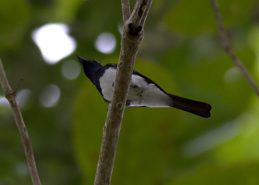 Satin Flycatcher - ML210829791