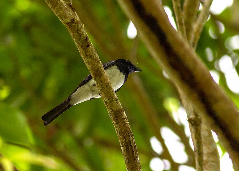 Satin Flycatcher - ML210829801