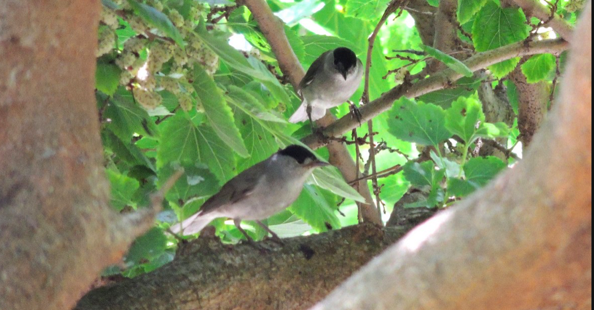 Eurasian Blackcap - ML210830181