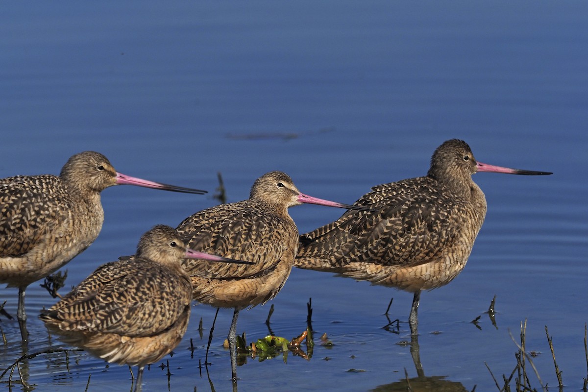 Marbled Godwit - ML210831571