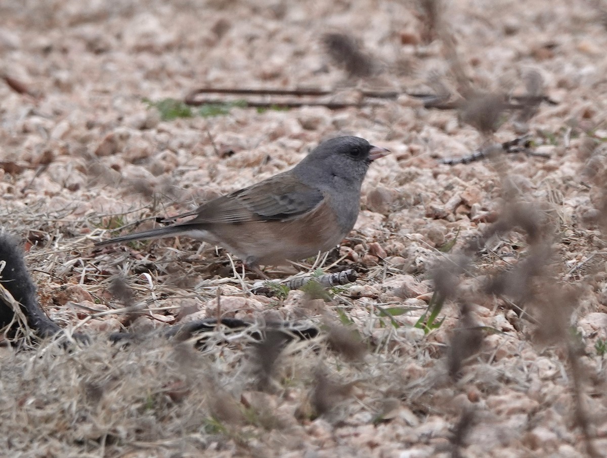 Dark-eyed Junco (Pink-sided) - Sheridan Coffey