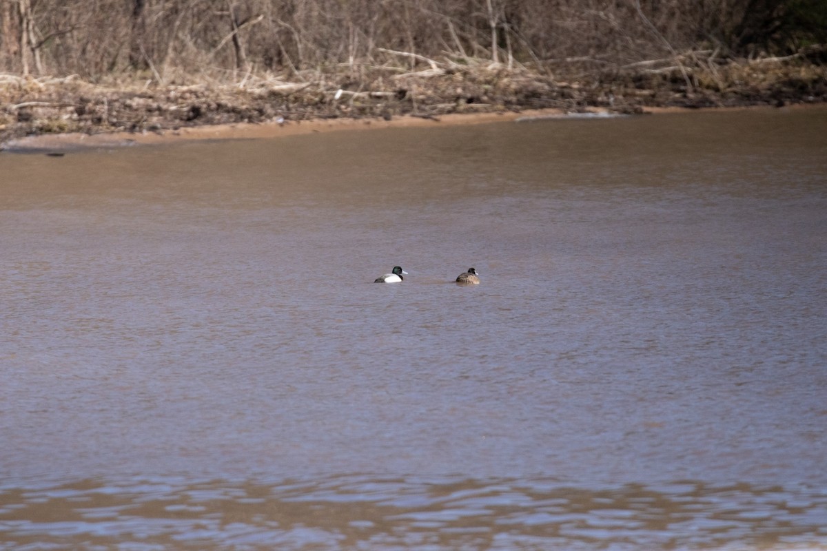 Greater Scaup - ML210834451