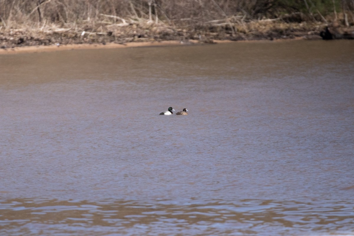 Greater Scaup - ML210834461