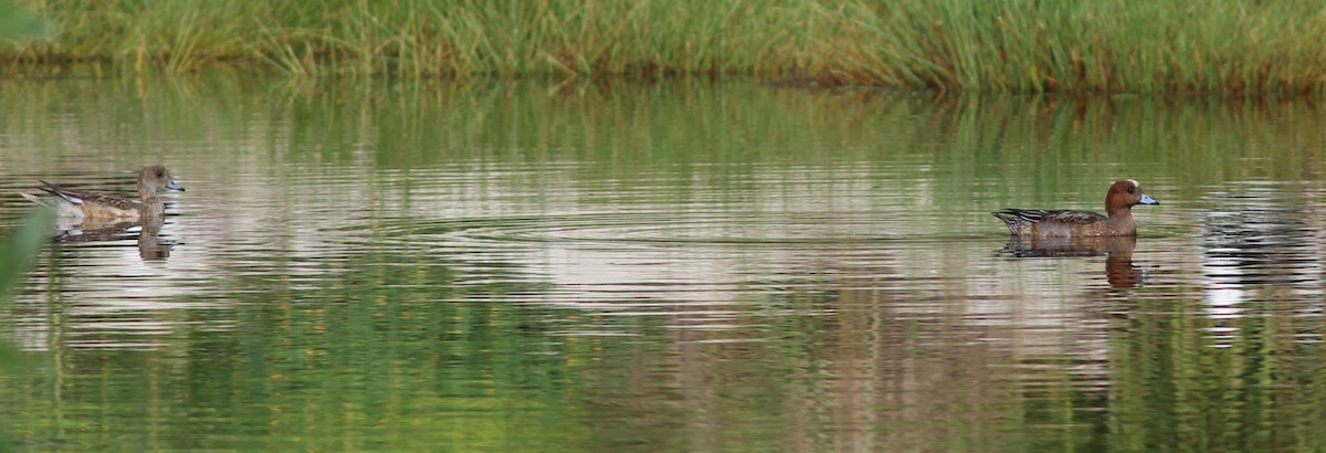 Eurasian Wigeon - Breck Tyler