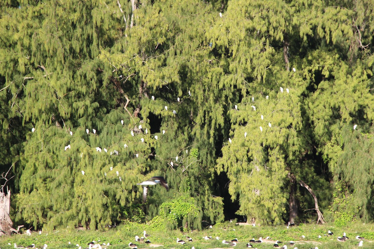 Western/Eastern Cattle Egret - ML210836501