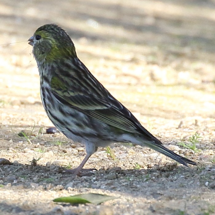 European Serin - Jaime Pires